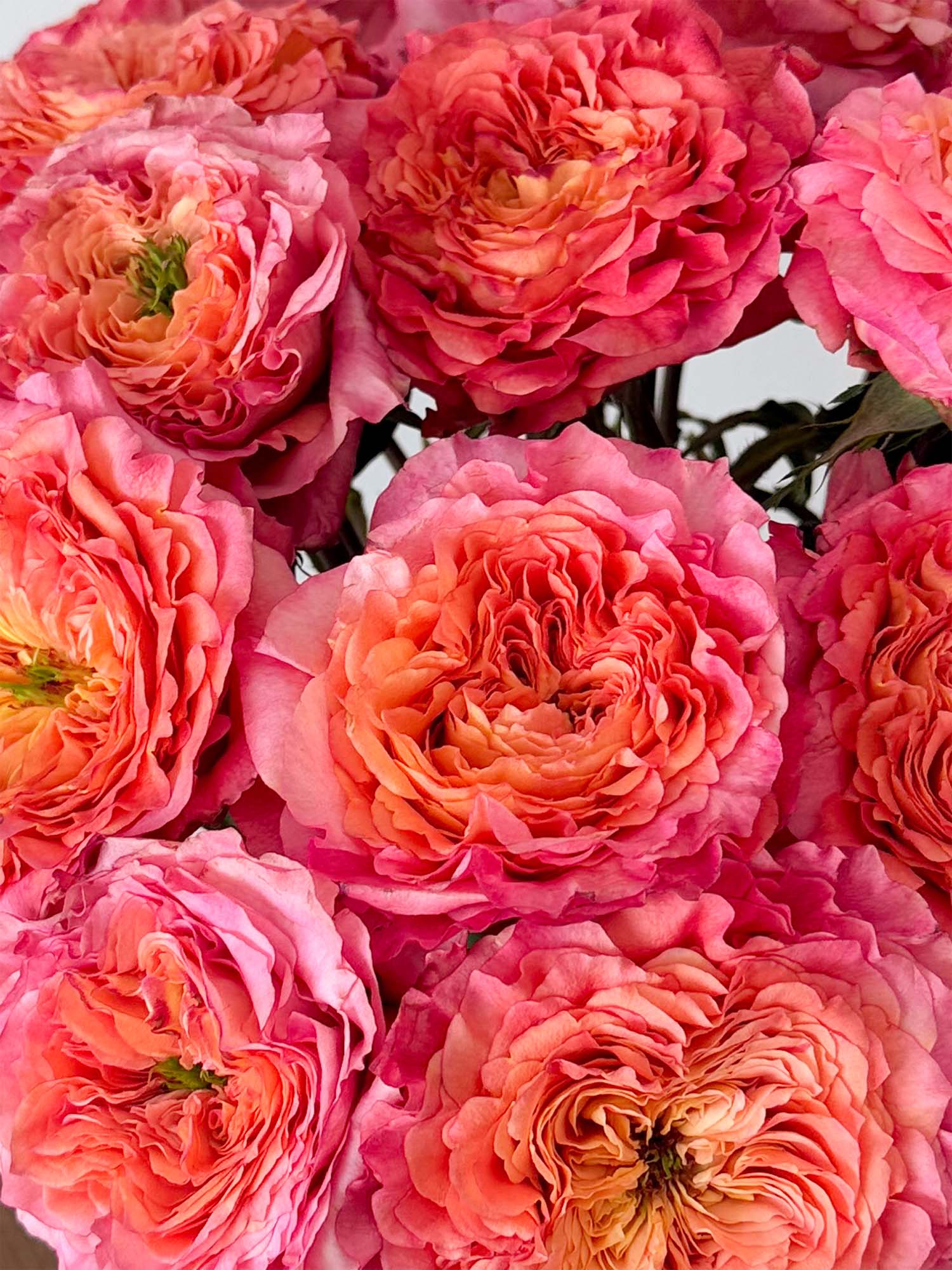 More Than Roses