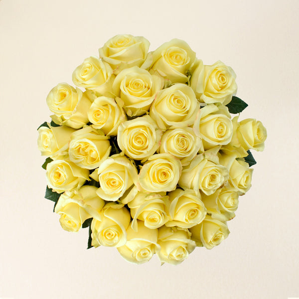 Bella Donna roses, top view