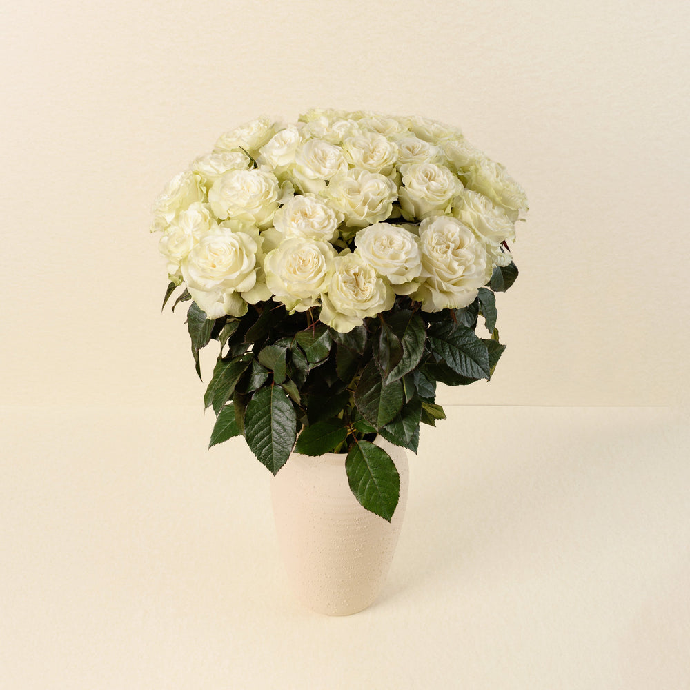 Bianco roses, front view in vase