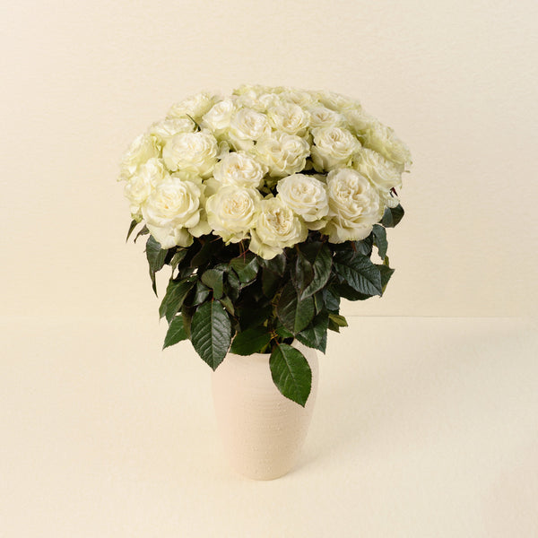 Bianco roses, front view in vase