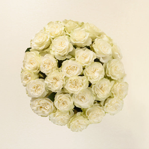 Bianco roses, top view