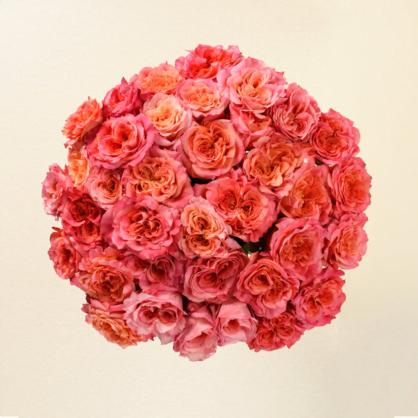 Country Aquarell roses, top view