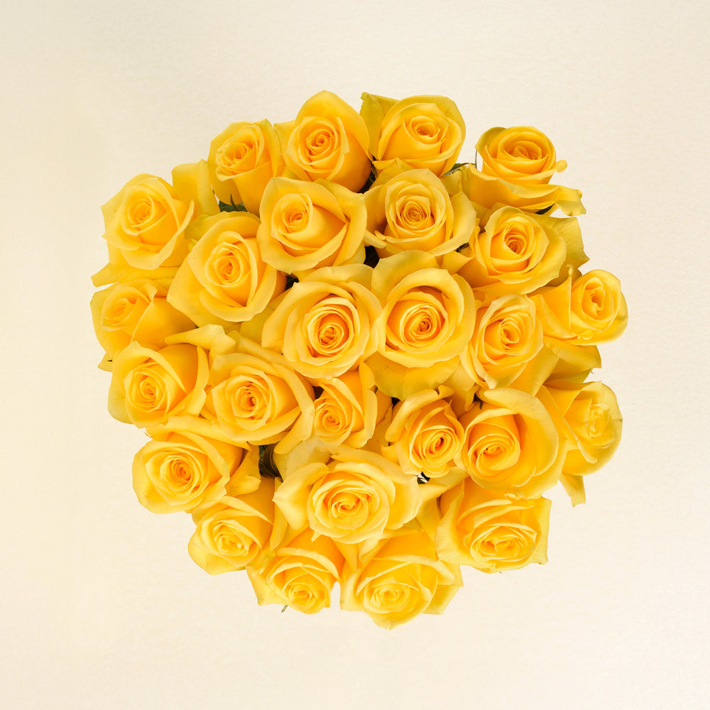 Momentum roses, top view