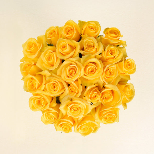 Momentum roses, top view