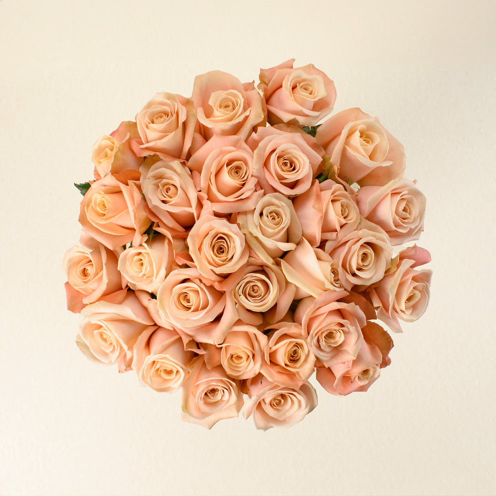 Ocean Mist roses, top view