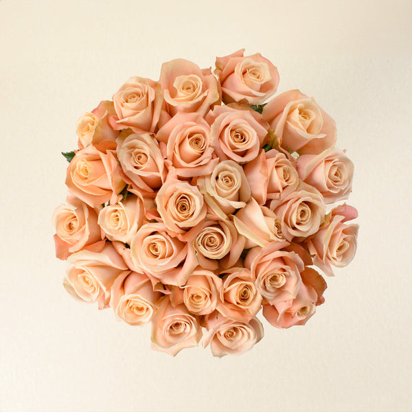 Ocean Mist roses, top view