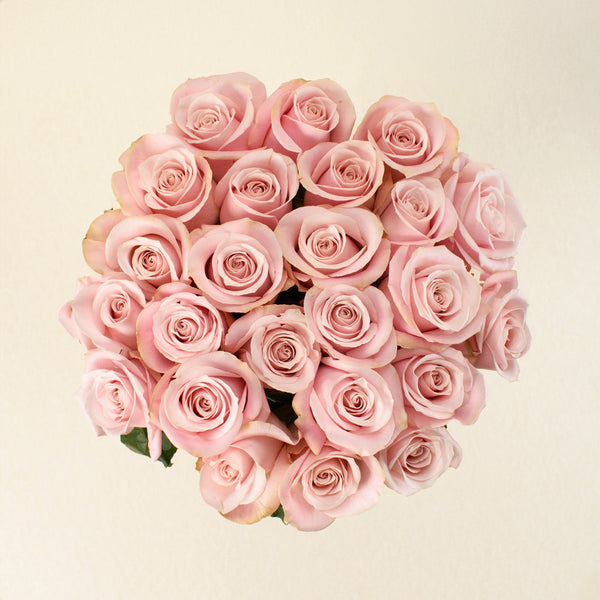 Pinky Promise roses, top view