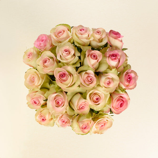 Swan roses, top view