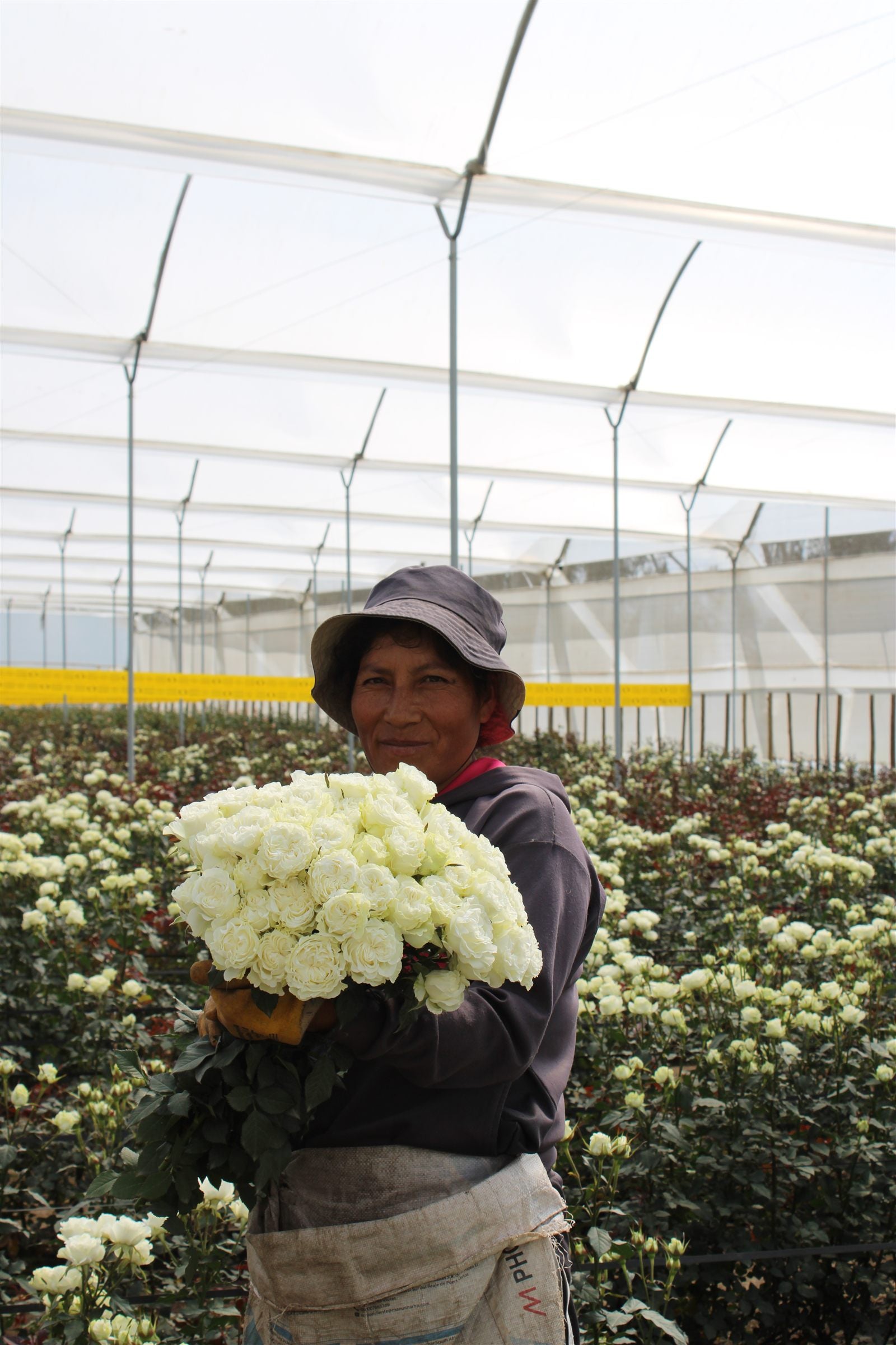 A direct-to-door rose business with nothing hidden.